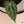 Variegated Anthurium Zara '14' x Home, Sweet Home '32' by DocBlock® (wk37-S)