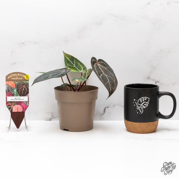 Variegated Anthurium Home, Sweet Home '32' x Zara '14' by DocBlock® (wk46-AB)