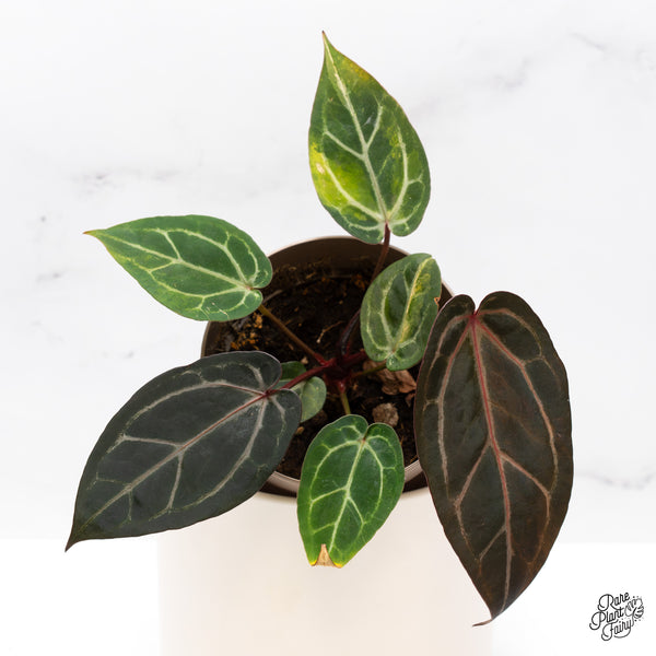 Variegated Anthurium Home, Sweet Home '32' x Zara '14' by DocBlock® (wk46-AB)