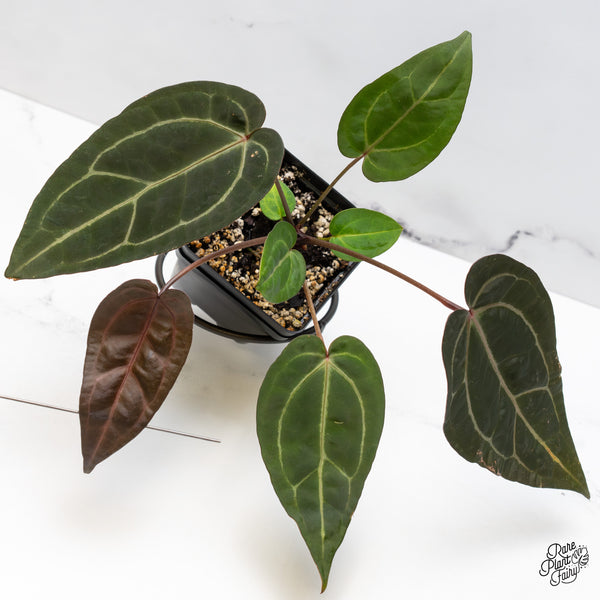 Anthurium Zara '29' x Dark & Handsome '9' by DocBlock® (wk47-R)