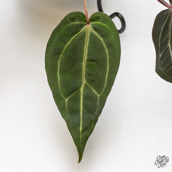 Anthurium Zara '29' x Dark & Handsome '9' by DocBlock® (wk47-R)