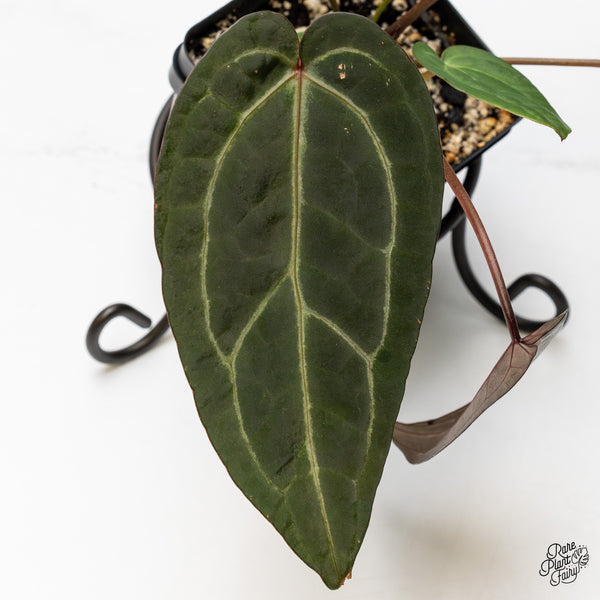 Anthurium Zara '29' x Dark & Handsome '9' by DocBlock® (wk47-R)