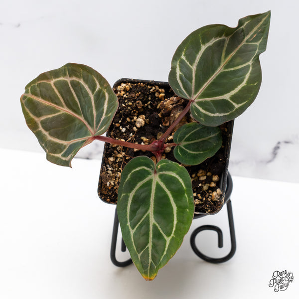 Anthurium Crystal Red '12' x Zara '14' by DocBlock® (wk46-P)