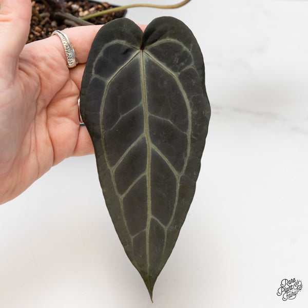 Anthurium Home, Sweet Home '32' x Dark & Handsome '9' by DocBlock® (wk5-V)