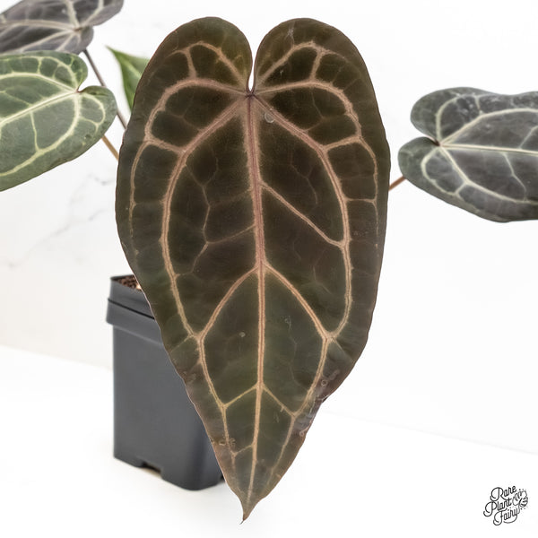 Anthurium Home, Sweet Home '32' x Dark & Handsome '9' by DocBlock® (wk5-V)