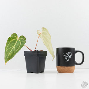 Variegated Anthurium sp. "RPF Living Wall" NOID (wk24-UH)