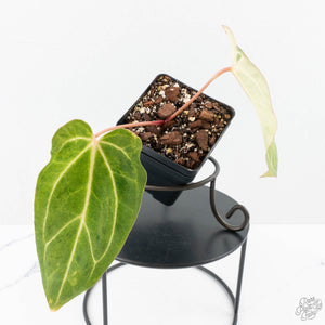 Variegated Anthurium sp. "RPF Living Wall" NOID (wk24-UH)