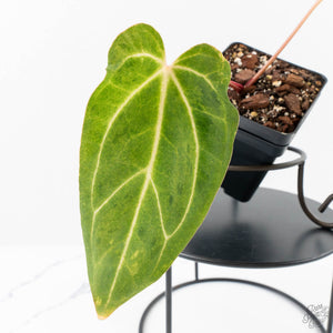 Variegated Anthurium sp. "RPF Living Wall" NOID (wk24-UH)