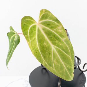 Variegated Anthurium sp. "RPF Living Wall" NOID (wk24-UH)