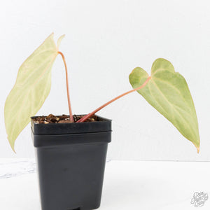 Variegated Anthurium sp. "RPF Living Wall" NOID (wk24-UH)