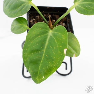Anthurium villenaorum (wk17-F)