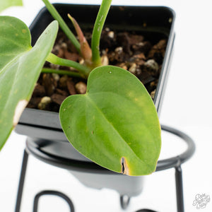 Anthurium villenaorum (wk17-F)