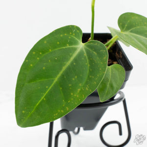 Anthurium villenaorum (wk17-F)