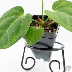 Anthurium villenaorum (wk17-F)