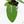 Anthurium villenaorum (wk17-F)