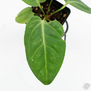 Anthurium villenaorum (wk17-F)