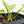 Anthurium villenaorum (wk17-F)