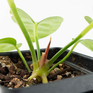 Anthurium villenaorum (wk17-F)