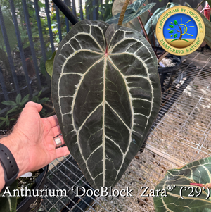 Anthurium Magnificent Dark '49' x  Zara '29' by DocBlock® *Grower's choice*