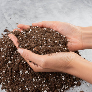 RPF Aroid Moisture Soil Mix - 1 Gallon
