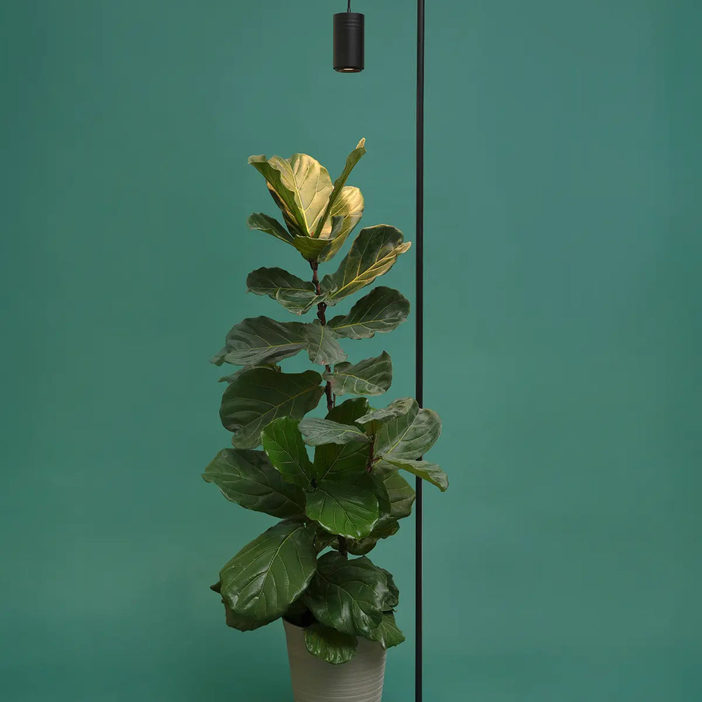 Aspect™ Grow Light with Stello™ Pendant Stand Set