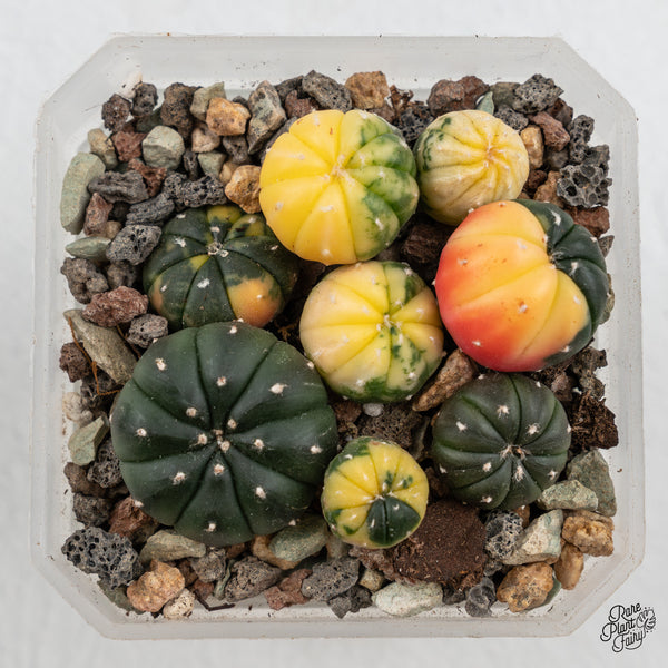 Astrophytum Asterias Variegated Cactus (wk45-E)