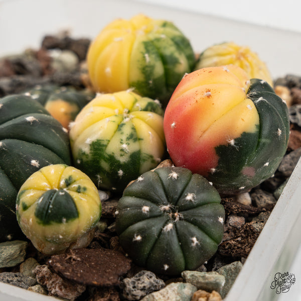 Astrophytum Asterias Variegated Cactus (wk45-E)