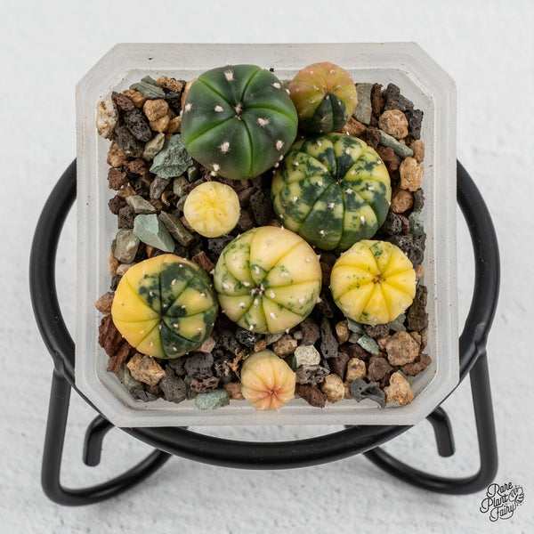 Astrophytum Asterias Variegated Cactus (wk47-B)