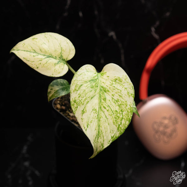 Monstera Deliciosa Mint Variegated (Large Form) *Grower's Choice*