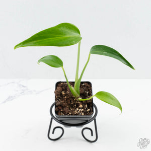 Monstera 'Burle Marx Flame' *Grower's Choice*