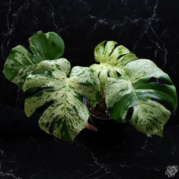 Monstera deliciosa 'Bulbasaur' (Pre-order Late Jan/Early Feb)