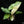Syngonium 'Batik' albo variegated *Grower's Choice*