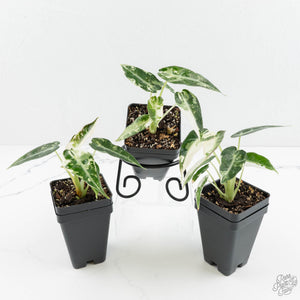 Alocasia 'Bambino' Albo variegated *Grower's Choice*