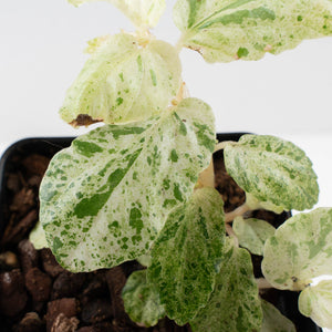 Begonia 'Peppermint' / Variegated Pellionia Repens (wk34-L63)