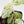 Begonia 'Peppermint' / Variegated Pellionia Repens (wk34-L63)