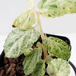 Begonia 'Peppermint' / Variegated Pellionia Repens (wk34-L63)