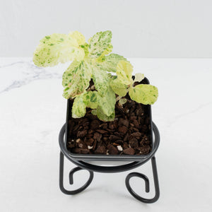 Begonia 'Peppermint' / Variegated Pellionia Repens (wk36-L239)