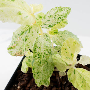 Begonia 'Peppermint' / Variegated Pellionia Repens (wk36-L239)
