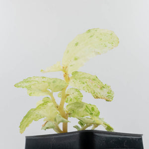 Begonia 'Peppermint' / Variegated Pellionia Repens (wk36-L239)