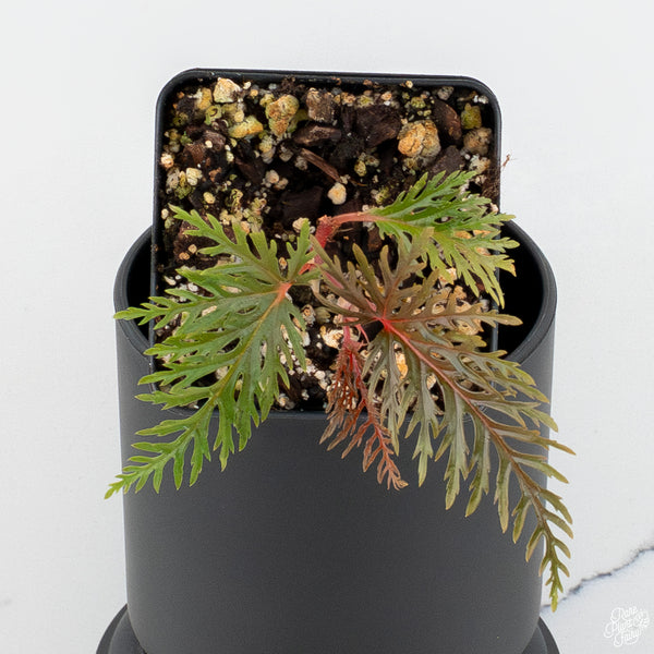 Begonia Bipinnatifida Fern Leaf *Grower's choice*