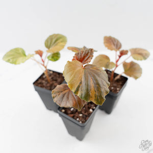Begonia Cucullata Aurea Variegated