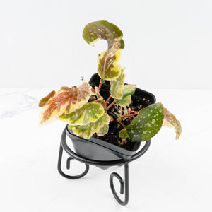 Begonia 'Dainty Spray' Sport Variegated (wk31-W)