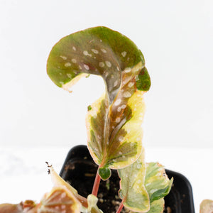 Begonia 'Dainty Spray' Sport Variegated (wk31-W)