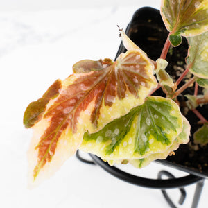 Begonia 'Dainty Spray' Sport Variegated (wk31-W)