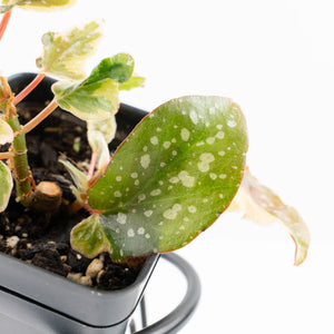 Begonia 'Dainty Spray' Sport Variegated (wk31-W)