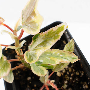 Begonia 'Dainty Spray' Sport Variegated (wk31-W)