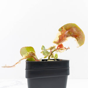 Begonia 'Dainty Spray' Sport Variegated (wk31-W)