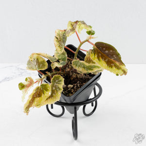 Begonia 'Dainty Spray' Sport Variegated (wk38-L278)