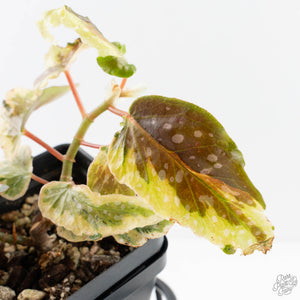 Begonia 'Dainty Spray' Sport Variegated (wk38-L278)