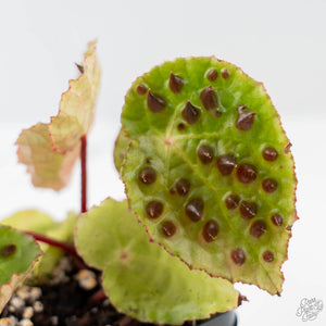 Begonia Ferox